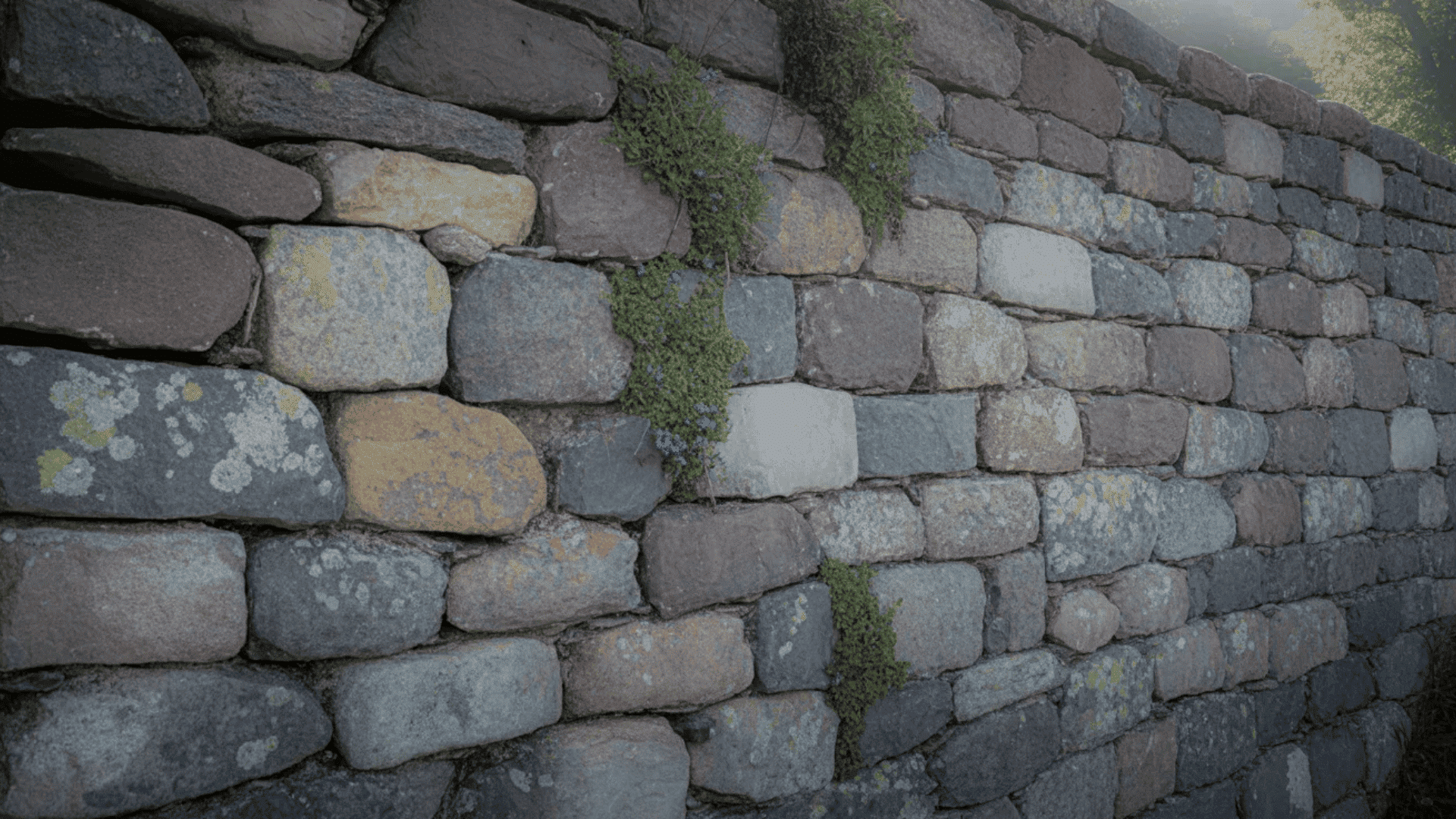 A stone wall adorned with various green plants growing from its surface, showcasing nature's resilience and beauty