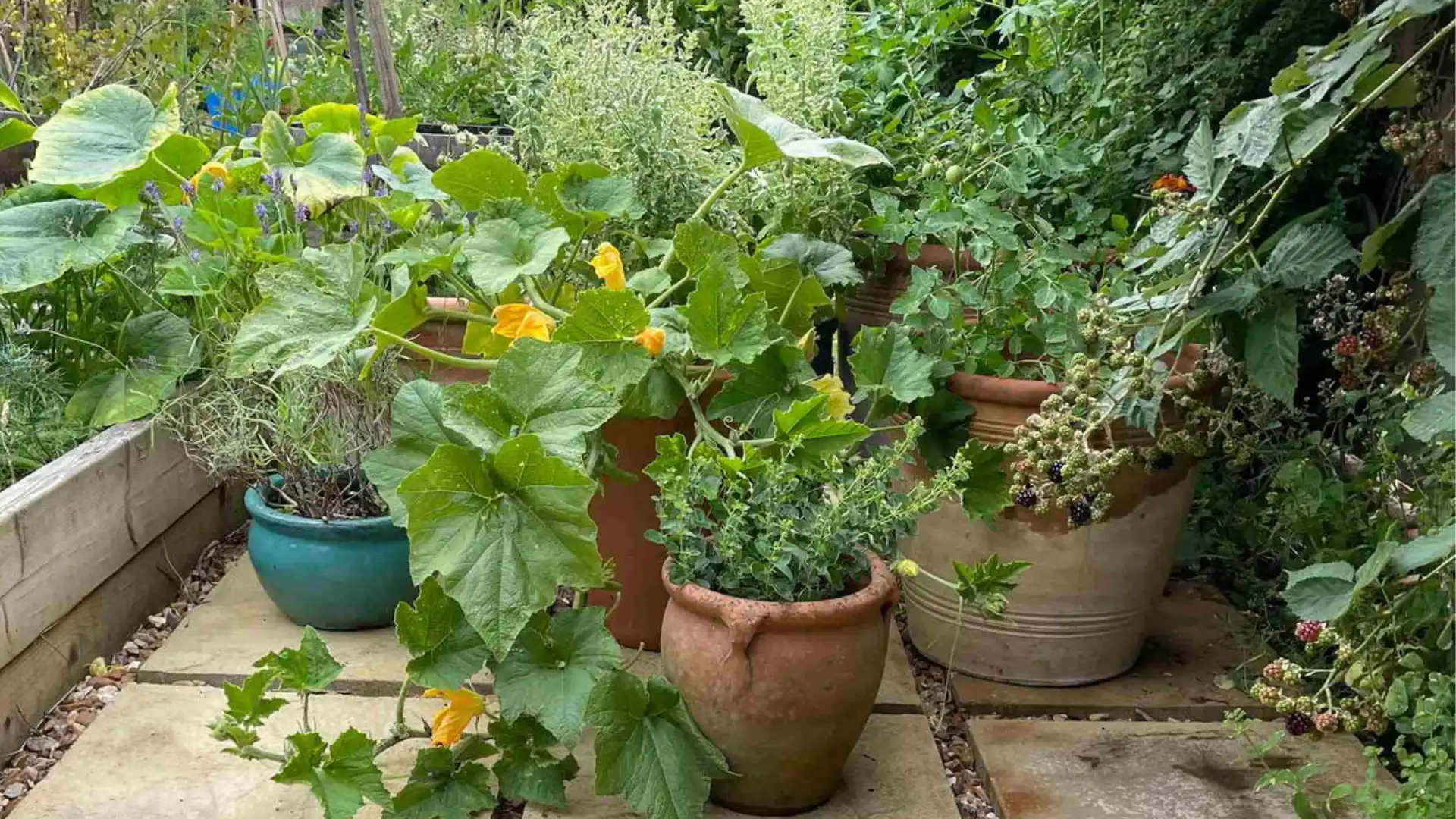 A collection of potted plants, including squash vines with yellow flowers, herbs, and a blackberry bush laden with fruit, arranged on a stone patio.